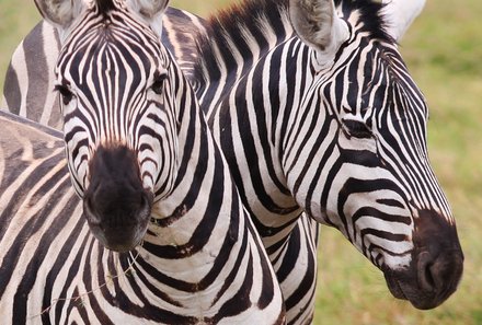 Kenia Familienreise - Kenia for family individuell - Zebras