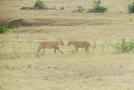 Kenia Familienreise - Kenia Family & Teens - Pirschfahrt im Tsavo Ost Nationalpark - Zwei Löwen