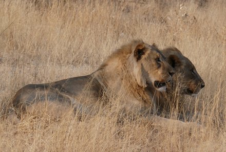 Namibia Deluxe Familienreise - Etosha Nationalpark - Löwen in der Wildnis