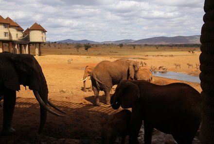 Kenia Familienreise - Kenia for family individuell - Stelzenlodge Elefanten