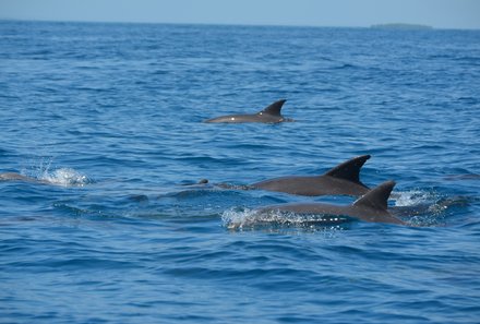 Kenia Familienreise - Kenia for family individuell deluxe - Diani Beach - Delfine