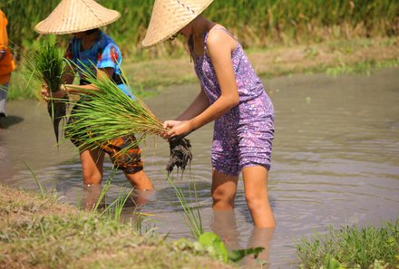 Bali for family deluxe - Familienreise Bali mit Kindern - Einheimische beim Reisanbau