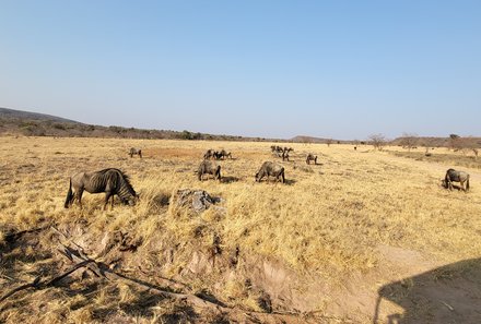 Familienreise Südafrika - Südafrika for family -best of safari - Entabeni Safari Conservancy - Gnus