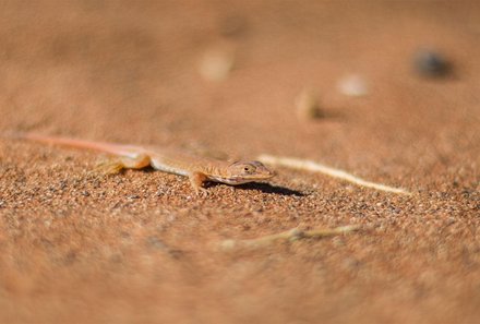 Namibia Deluxe Familienreise individuell - Sossusvlei - Kleine Echse