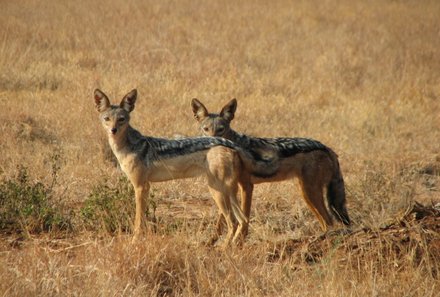 Kenia Familienreise - Kenia for family individuell - Schakale im Tsavo Ost Nationalpark