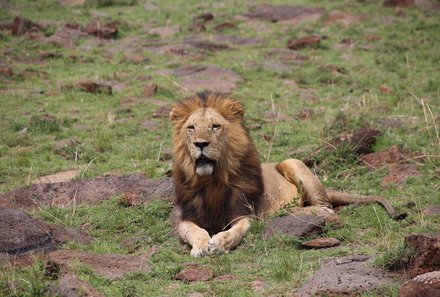 Kenia mit Kindern - Kenia for family individuell deluxe - Safari Tsavo Ost Nationalpark Löwe