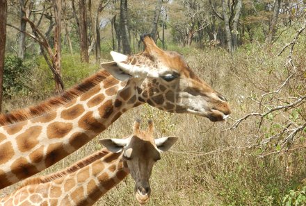 Kenia Familienreise - Kenia for family individuell - Giraffen