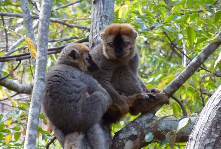 Madagaskar Familienreise - Madagaskar Family & Teens - zwei Lemuren