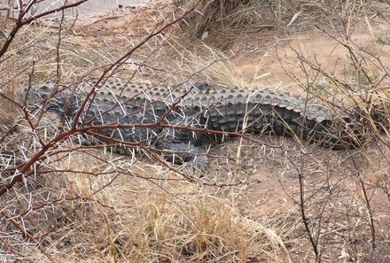 Familienreise Südafrika - Südafrika for family -best of safari - Entabeni Safari Conservancy - Krokodil