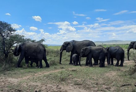 Tansania Familienreise - Tansania for family individuell - Familienabenteuer Tansania - Elefanten Serengeti Nationalpark