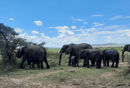 Tansania Familienreise - Tansania Family & Teens - Serengeti - Elefanten auf der Pirschfahrt