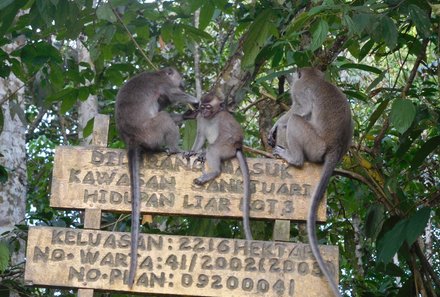 Familienurlaub Malaysia & Borneo - Malaysia & Borneo for family individuell - Kinabatangan River - Affen auf einem Schild 