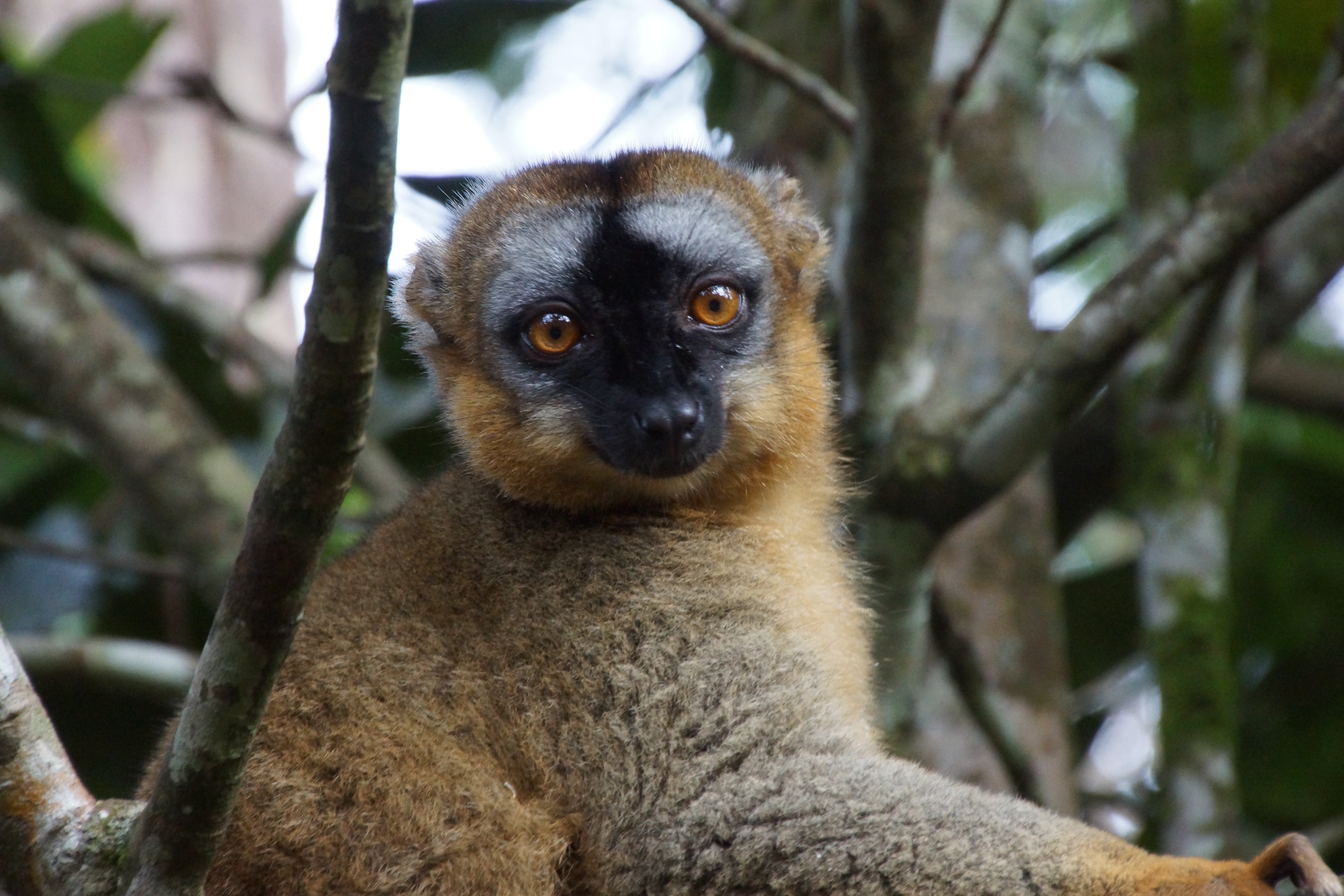 Madagaskar Familienurlaub - Madagaskar Familienreise - Lemur Nahaufnahme
