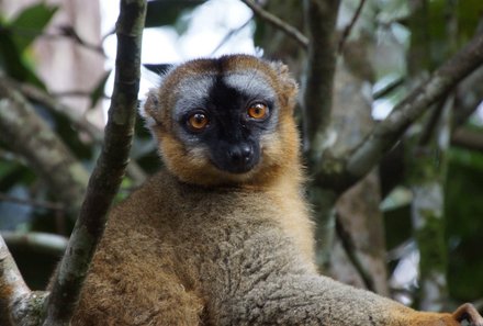 Madagaskar Familienreise - Madagaskar Family & Teens - brauner Lemur