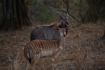 Familienreise Südafrika - Südafrika for family - Ausflug Krüger Nationalpark - Antilopen