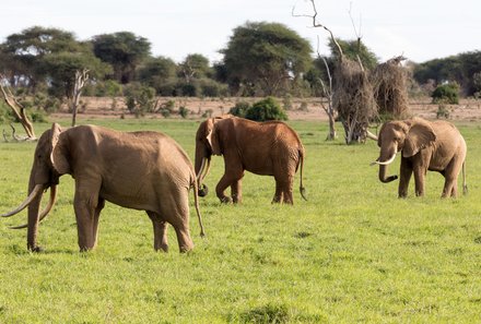 Kenia Familienreise - Kenia Family & Teens - Pirschfahrt im Tsavo Ost Nationalpark - Kleine Elefantenherde