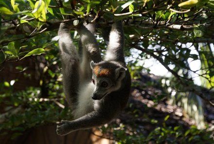 Madagaskar for family - Madagaskar Familienreise - Lemur hängt mit einem Arm am Baum 