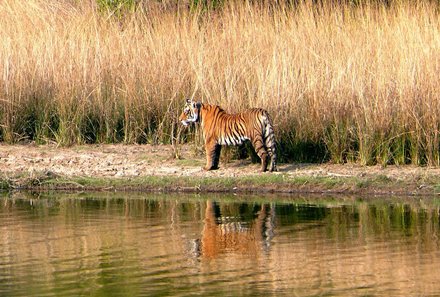 Indien for family - Indien Familienreise - Bengalischer Tiger