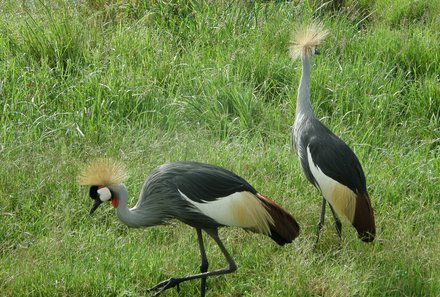 Kenia Familienreise - Kenia for family individuell - Kronenkranich