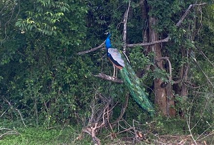 Sri Lanka for family individuell - Sri Lanka Individualreise mit Kindern - Pfau im Udawalawe Nationalpark