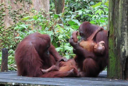 Familienreise Malaysia - Malaysia & Borneo Family & Teens - Orang-Utan Zentrum