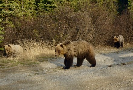 Westkanada Camping for family - Rocky Mountains mit Kindern - Bärenfamilie