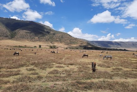 Tansania Familienurlaub - Tansania for family - Ausflug zum Ngorongoro Krater und Tierbeobachtungen