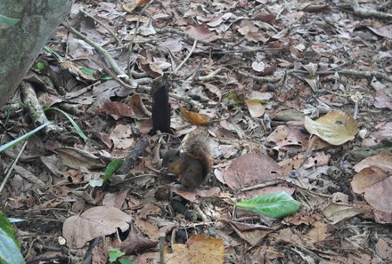 Costa Rica for family Deluxe - Familienreise in Costa Rica - Eichhörnchen im Cahuita Nationalpark 