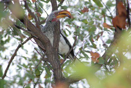 Botswana Familienreise - Botswana Family & Teens - Nata - Vogel auf dem Baum 