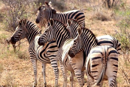 Familienurlaub Südafrika - Südafrika for family - Rhino Safari auf Makutsi - Zebras