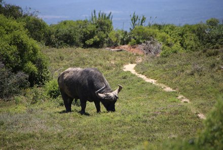 Familienreise Südafrika mit Kindern - Garden Route for family individuell deluxe - Büffel