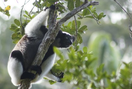 Madagaskar Familienreise - Madagaskar Family & Teens - Indri-Lemur am Baum
