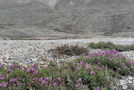 Westkanada Camping for family - Rocky Mountains mit Kindern - Blumen