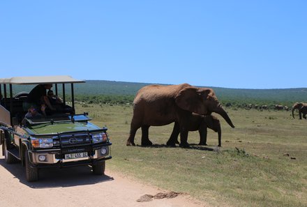 Familienreise Südafrika mit Kindern - Garden Route for family individuell deluxe - Jeep und Elefanten