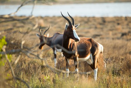 Familienreise Südafrika mit Kindern - Garden Route for family individuell deluxe - De Hoop Tierbeobachtungen