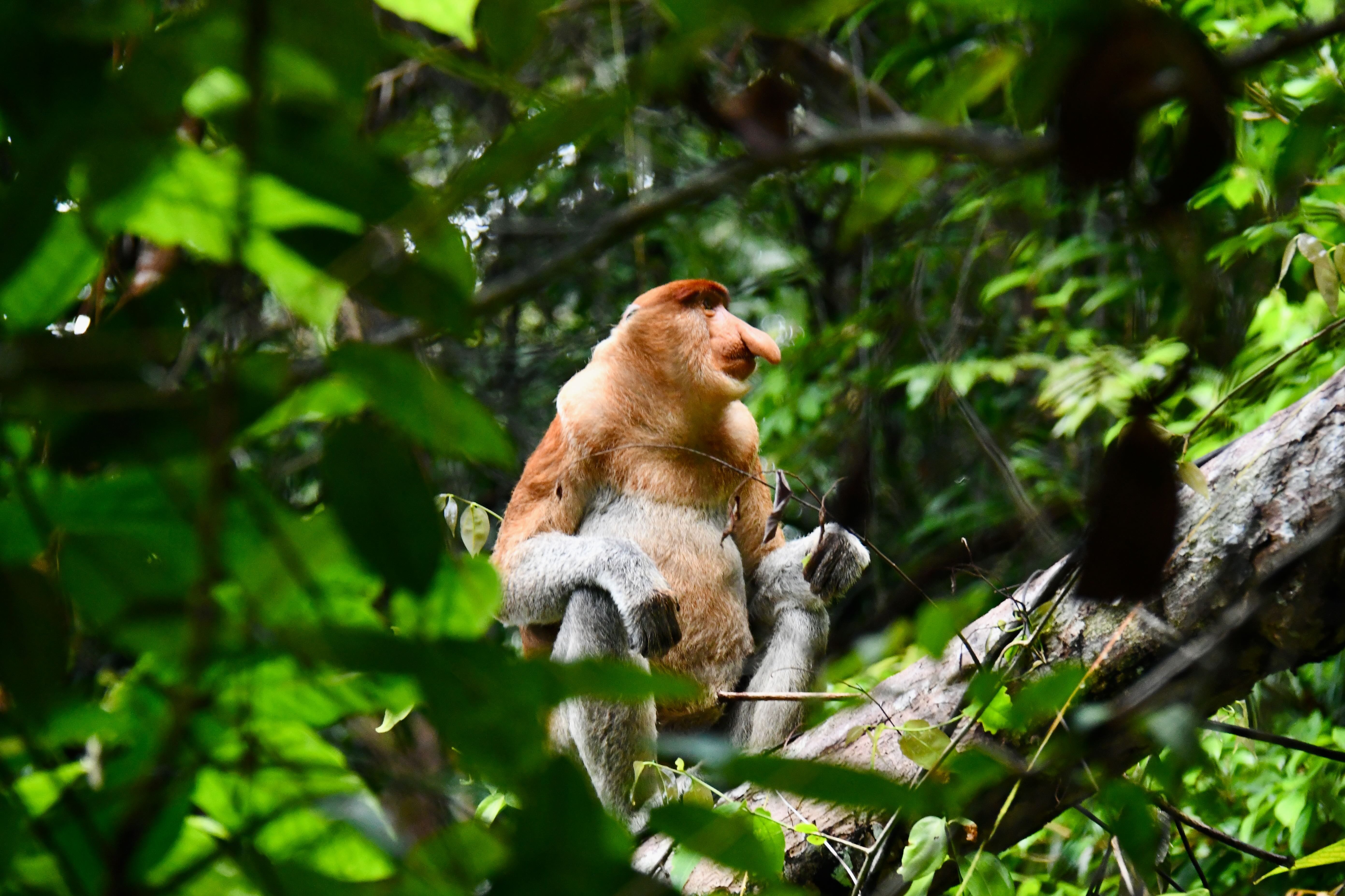 Asien Familienreisen - Asien Familienurlaub - Borneo - Nasenaffe im Baum