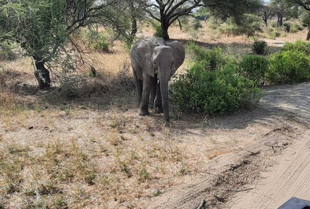 Tansania Familienurlaub - Tansania for family - Elefant am Straßenrand