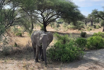 Serengeti mit Kindern individuell - Best of Familiensafari Serengeti - Elefantenbeobachtung Tansania