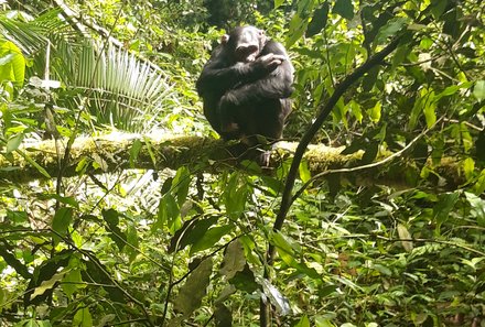 Uganda Familienurlaub - Uganda Family & Teens - Schimpanse im Regenwald