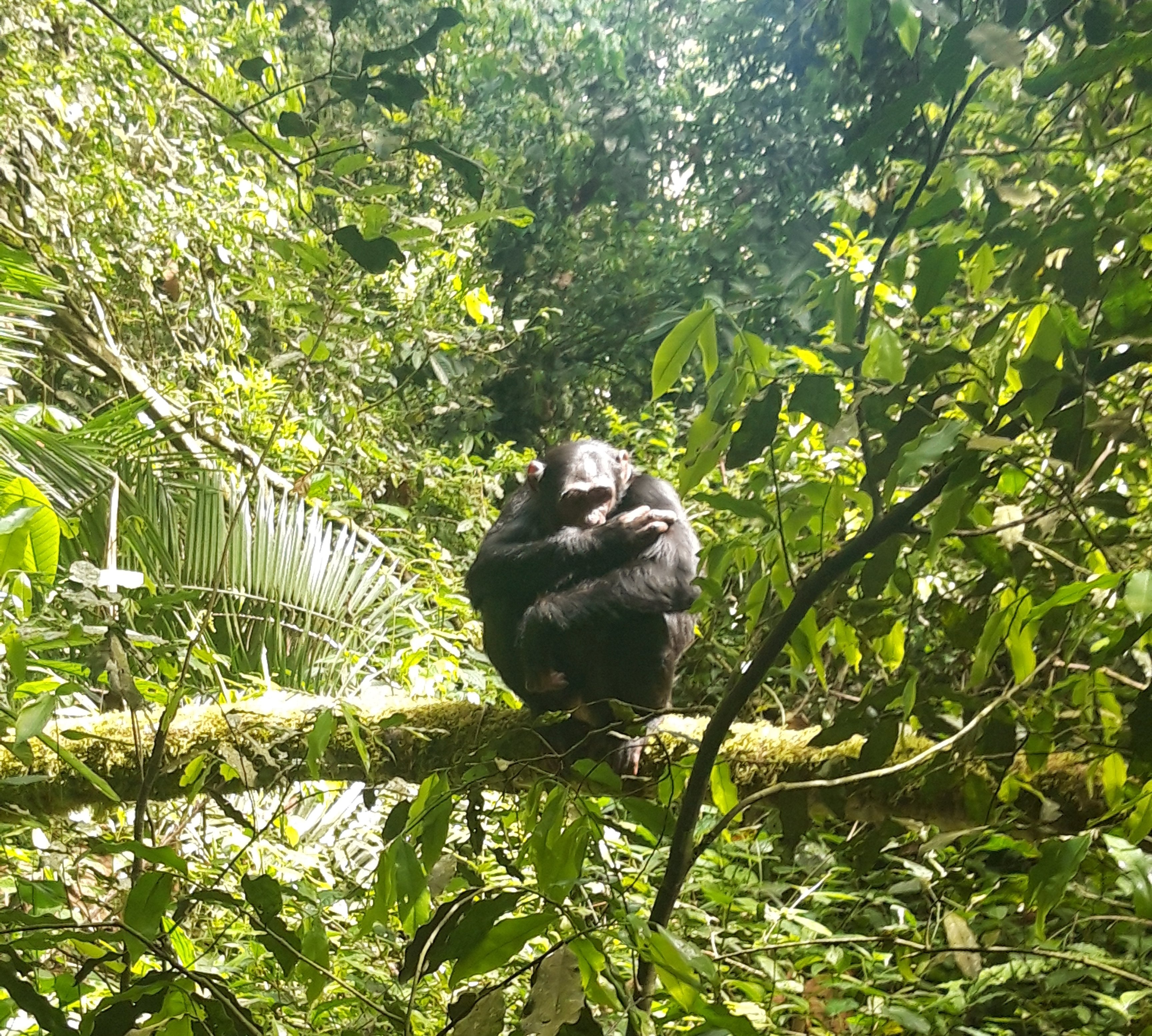 Uganda mit Kindern - Uganda Reisen mit Kindern - Schimpansen-Tracking in der Kyambura Schlucht
