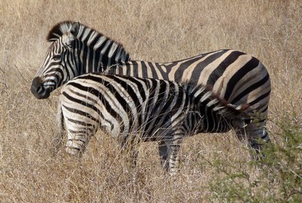 Familienreise Südafrika mit Kindern - Garden Route for family individuell deluxe - Zebras