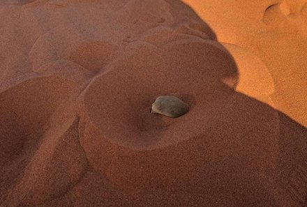 Namibia Deluxe Familienreise individuell - Sossusvlei - Tier im Sand