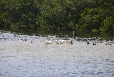 Florida Familienreise - Florida for family - J.N. „Ding” Darling Wildlife Refuge - Nashornpelikane