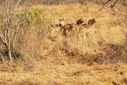 Familienreise Südafrika - Südafrika for family -best of safari - Entabeni Safari Conservancy - Antilopen