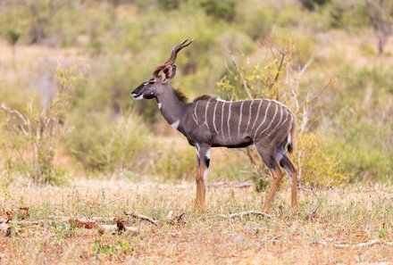 Kenia Familienreise - Kenia Family & Teens - Pirschfahrt im Tsavo Ost Nationalpark - Kudu