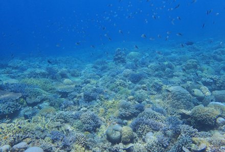 Bali Familienreise - Bali for family - Gili Meno Unterwasserwelt