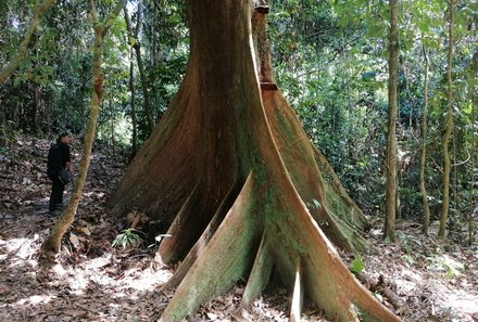 Familienreise Malaysia - Malaysia & Borneo Family & Teens - Baumstamm im Rainforest Discovery Center