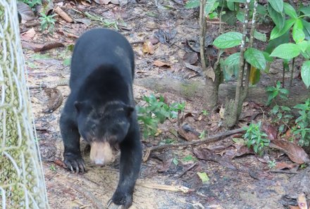 Familienurlaub Malaysia & Borneo - Malaysia & Borneo for family individuell - Sun Bear Sanctuary - Malaienbär am Zaun