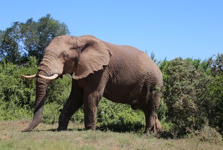 Familienreise Südafrika mit Kindern - Garden Route for family individuell deluxe - Großer Elefant im Addo Elephant Park