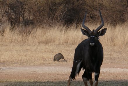 Namibia mit Kindern - Namibia for family individuell - Otjiwa Safari Lodge - Tierbeobachtung